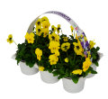 Penséer Cornuta Ø9 cm 6-pack